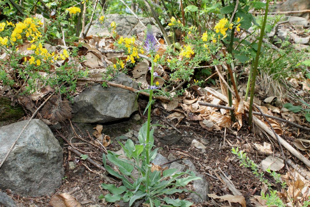 Phyteuma betonicifolium / Raponzolo a foglie di betonica